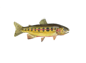 California Golden Trout by Conservation Artist Karen Talbot