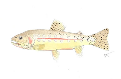 California Golden Trout by Conservation Artist Karen Talbot