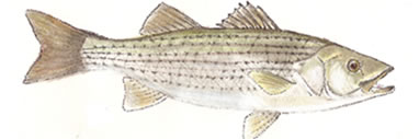 Striped Bass by Artist Karen Talbot